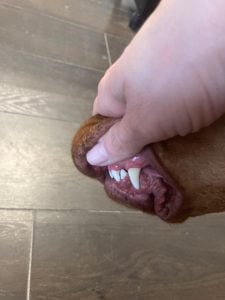 Dentálna hygiena | Odstránenie zubného kameňa u psa